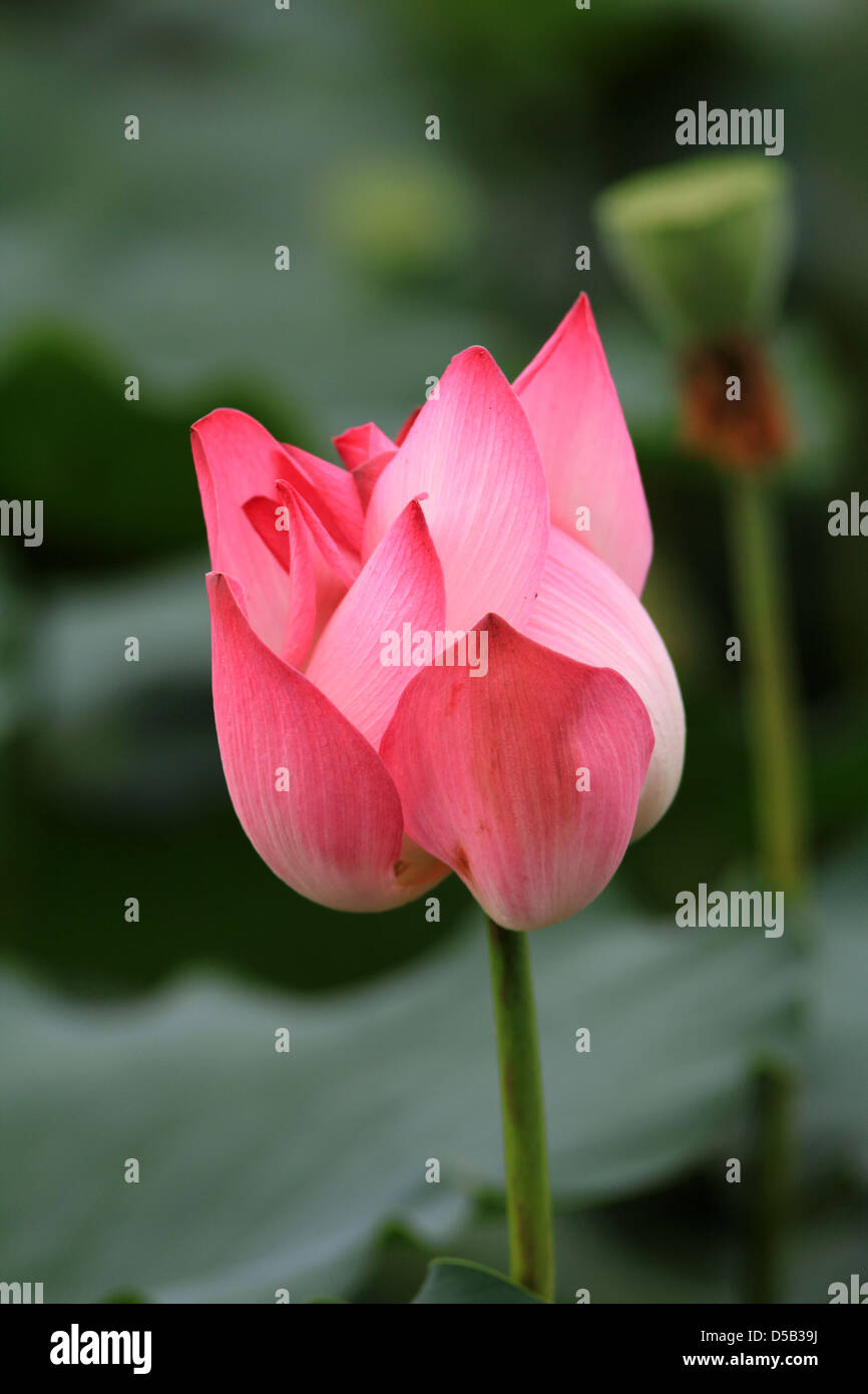 Wet lotus flower hires stock photography and images Alamy