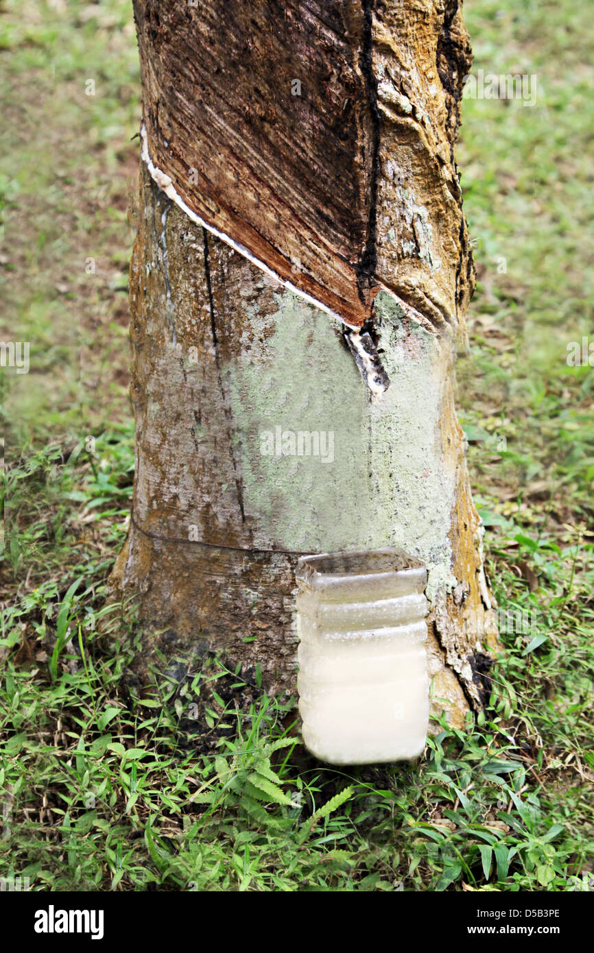 Collecting latex from the tree Stock Photo Alamy