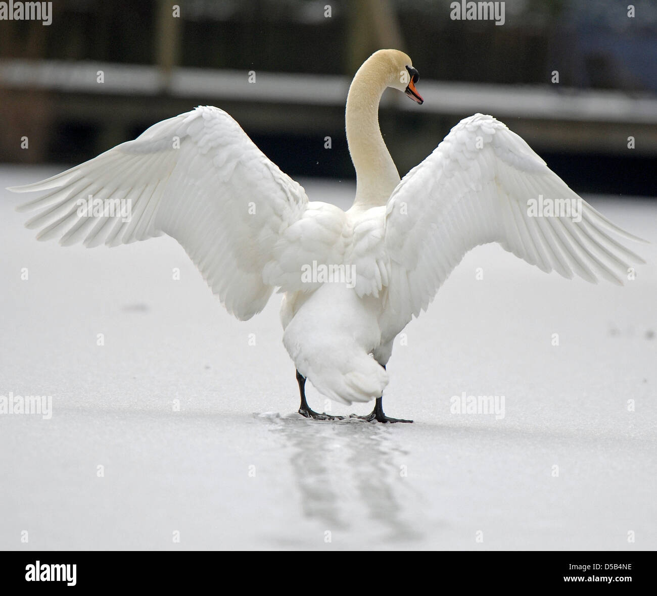 A mute swan walks over a frozen lake at Luisenpark in Mannheim, Germany, 07 January 2010. Temperatures below zero degrees Celsius and sporadical snowfalls are predicted for southwestern Germany. Photo: Ronald Wittek Stock Photo