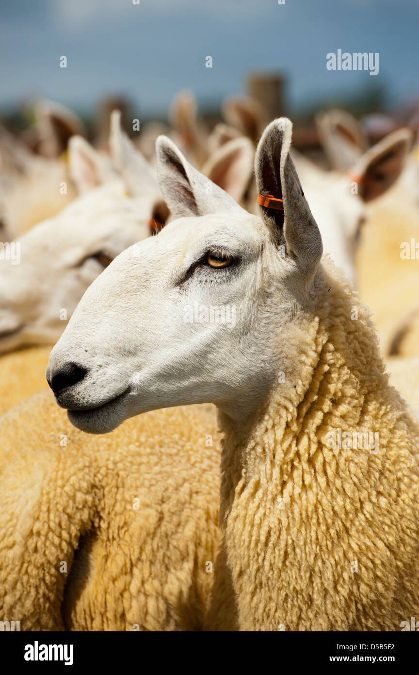 Border Leicester crossbred sheep at a sheep sale Stock Photo Alamy