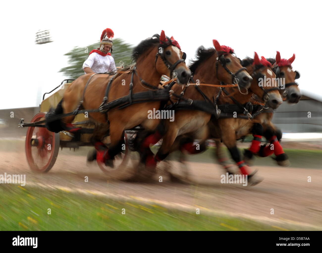 A charioteer races in his chariot as it is dragged by four horses at the harness racing track in Berlin, Germany, 08 August 2010. For the title of the fastest chariot, seventeen participants competed. Photo: Tim Brakemeier Stock Photo
