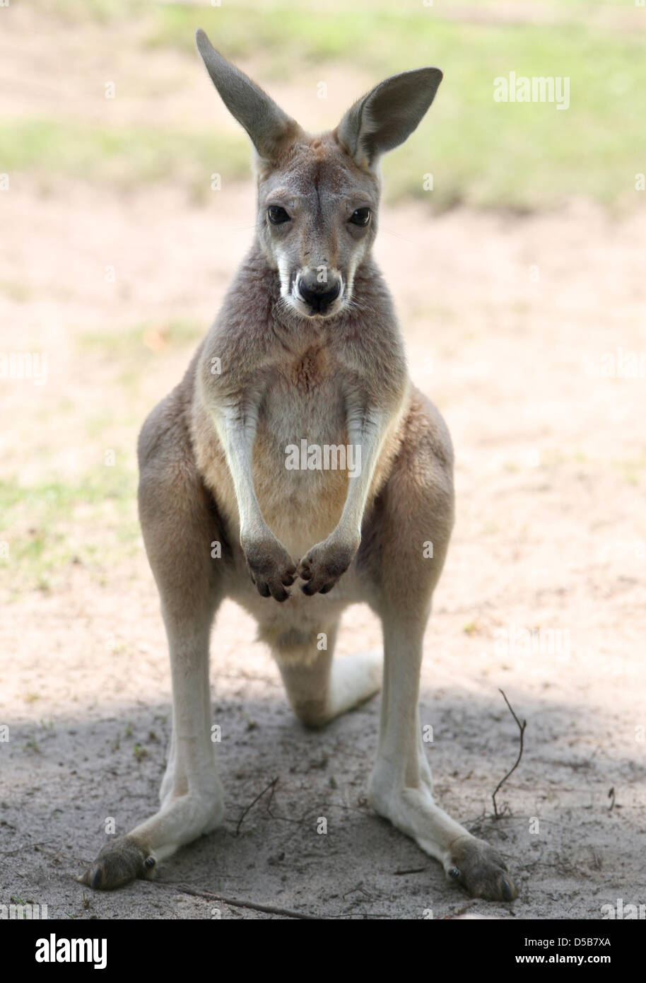 The young Kangaroo that observes visitors in the Zoo of Berlin is only a few weeks old, Germany
