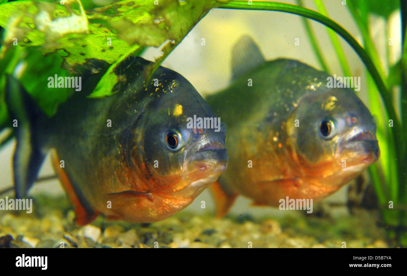 Two red piranhas (Pygocentrus nattereri) swim in an aquarium of the Nature Museum in Gotha, Germany, 10 August 2010. During the special exhibition 'Source of Innovation Tropical Rainforest'one can see a school of 14 red piranhas in a two metre long basin until the 24 October 2010. Photo: Martin Schutt Stock Photo