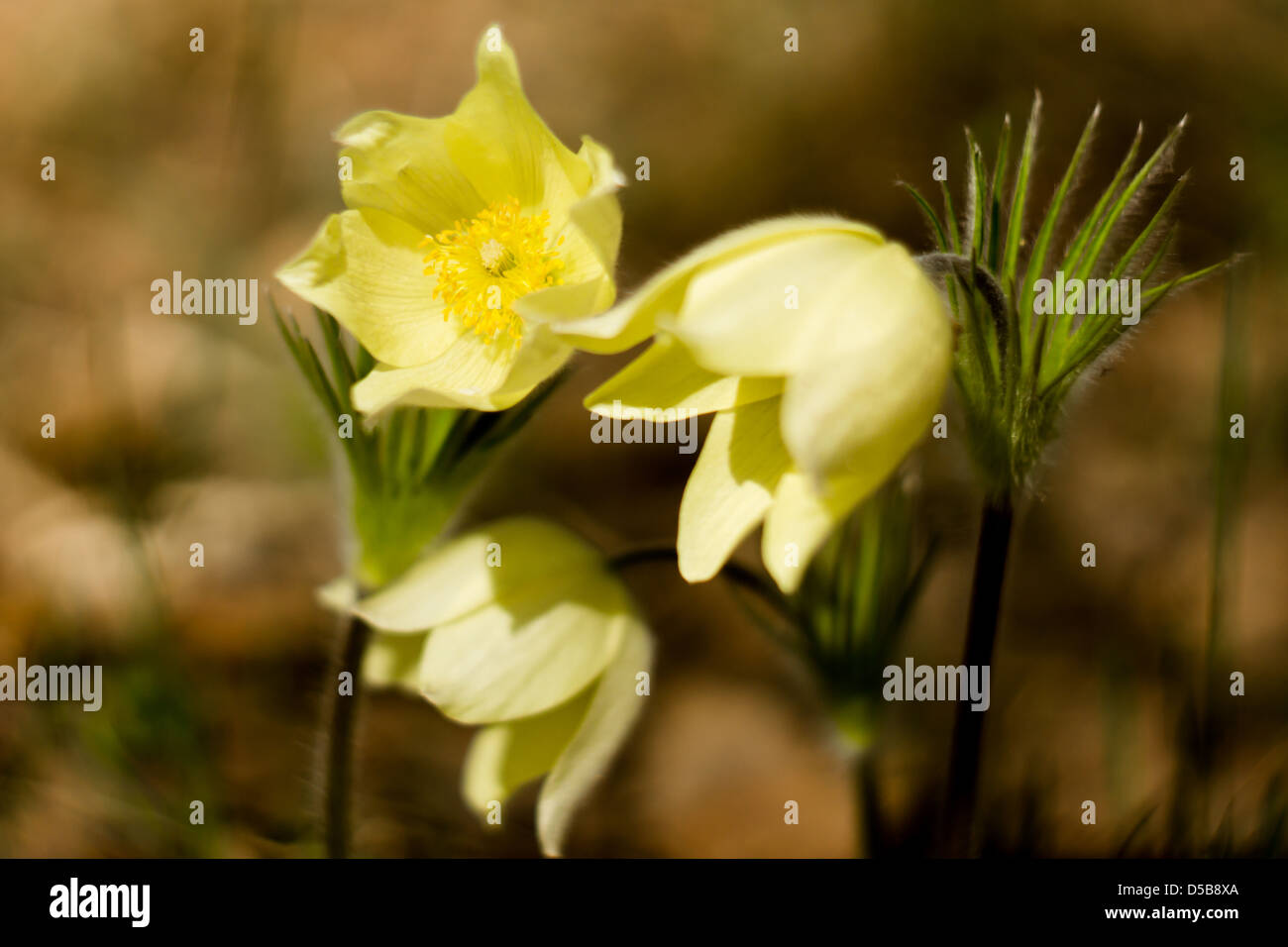 first spring flowers in forest Stock Photo - Alamy