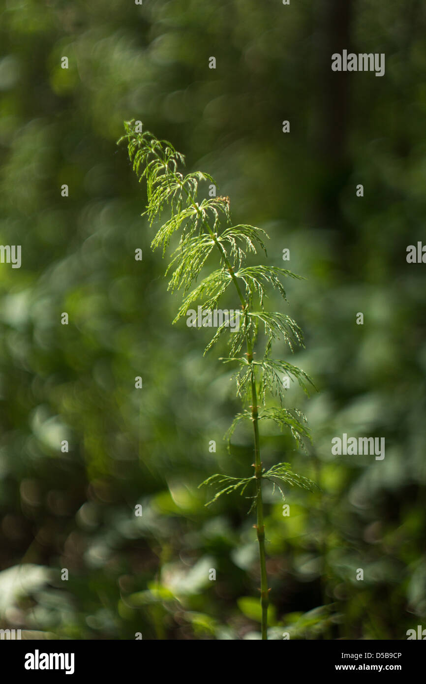 natural light, a shallow DOF, bokeh Stock Photo