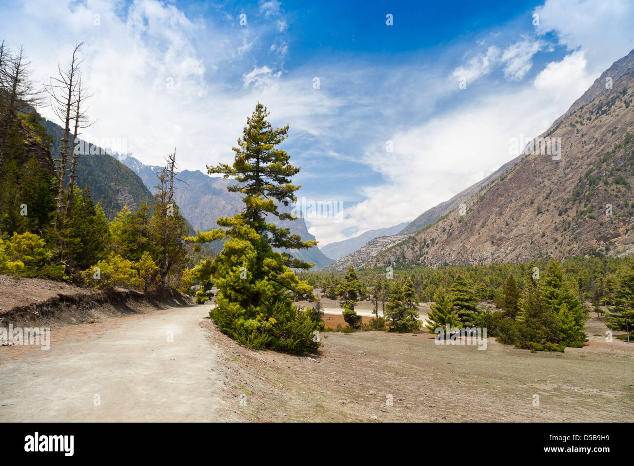 Pine forest in Annapurna trek, Himalaya, Nepal Stock Photo - Alamy