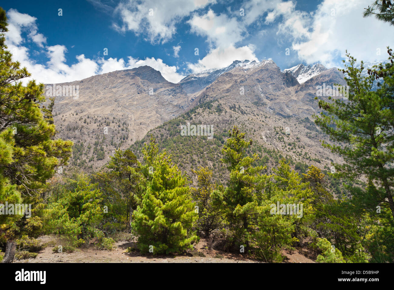 Pine forest in Annapurna trek, Himalaya, Nepal Stock Photo - Alamy