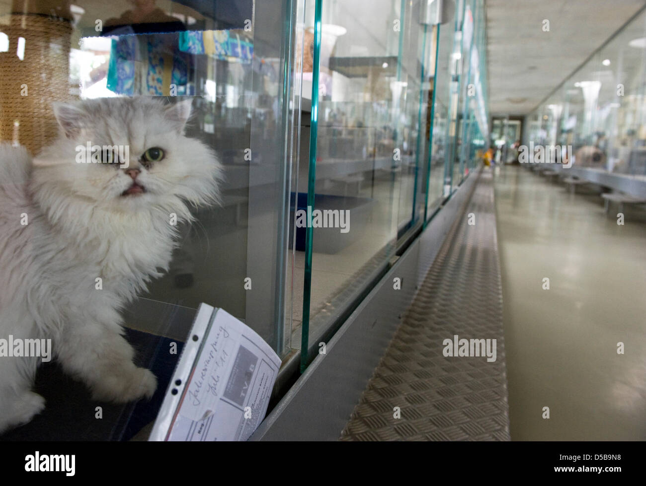 A white Persian cat sits in his box at the animal shelter in Berlin,  Germany, 11