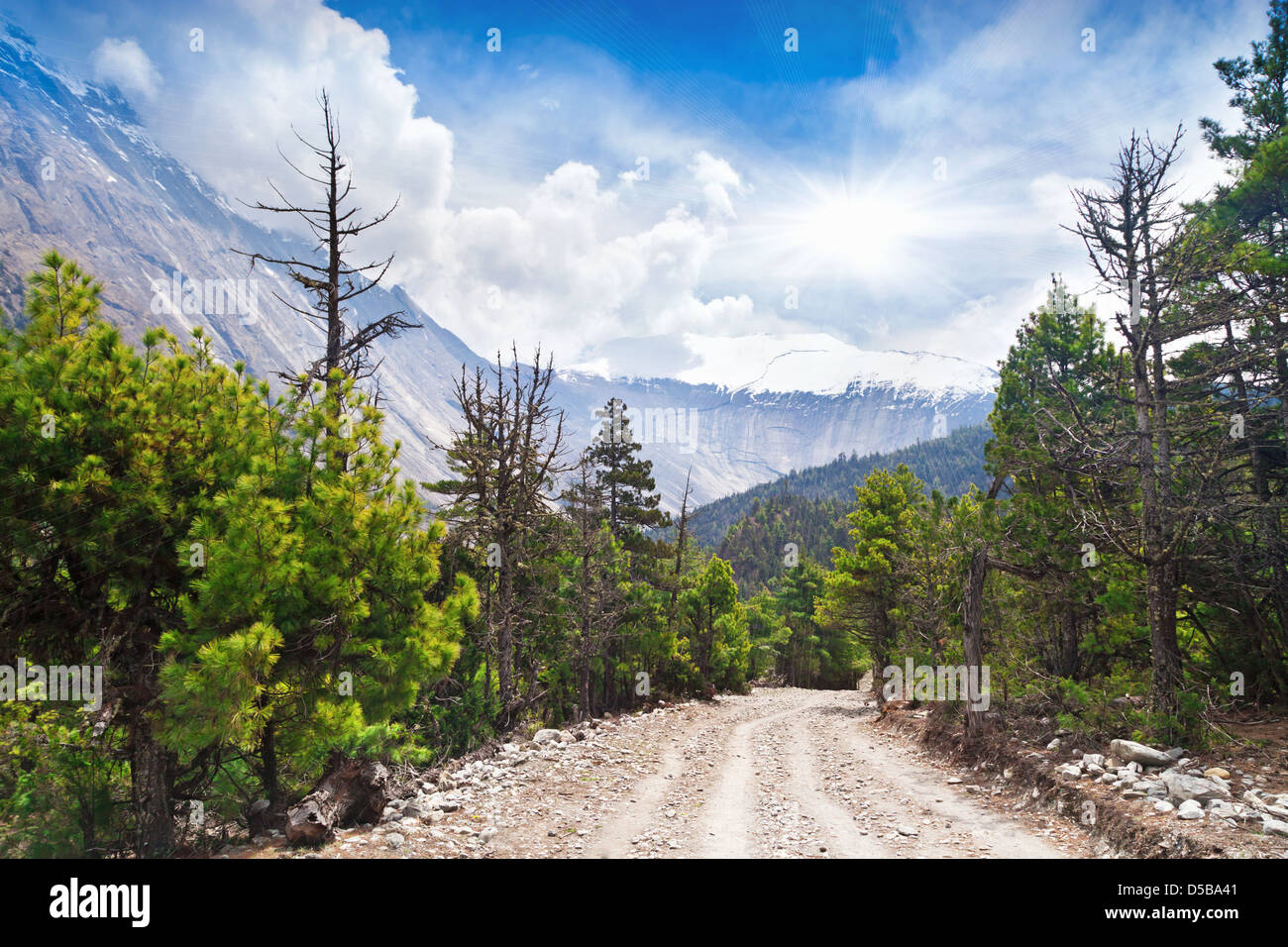 Pine forest in Annapurna trek, Himalaya, Nepal Stock Photo - Alamy