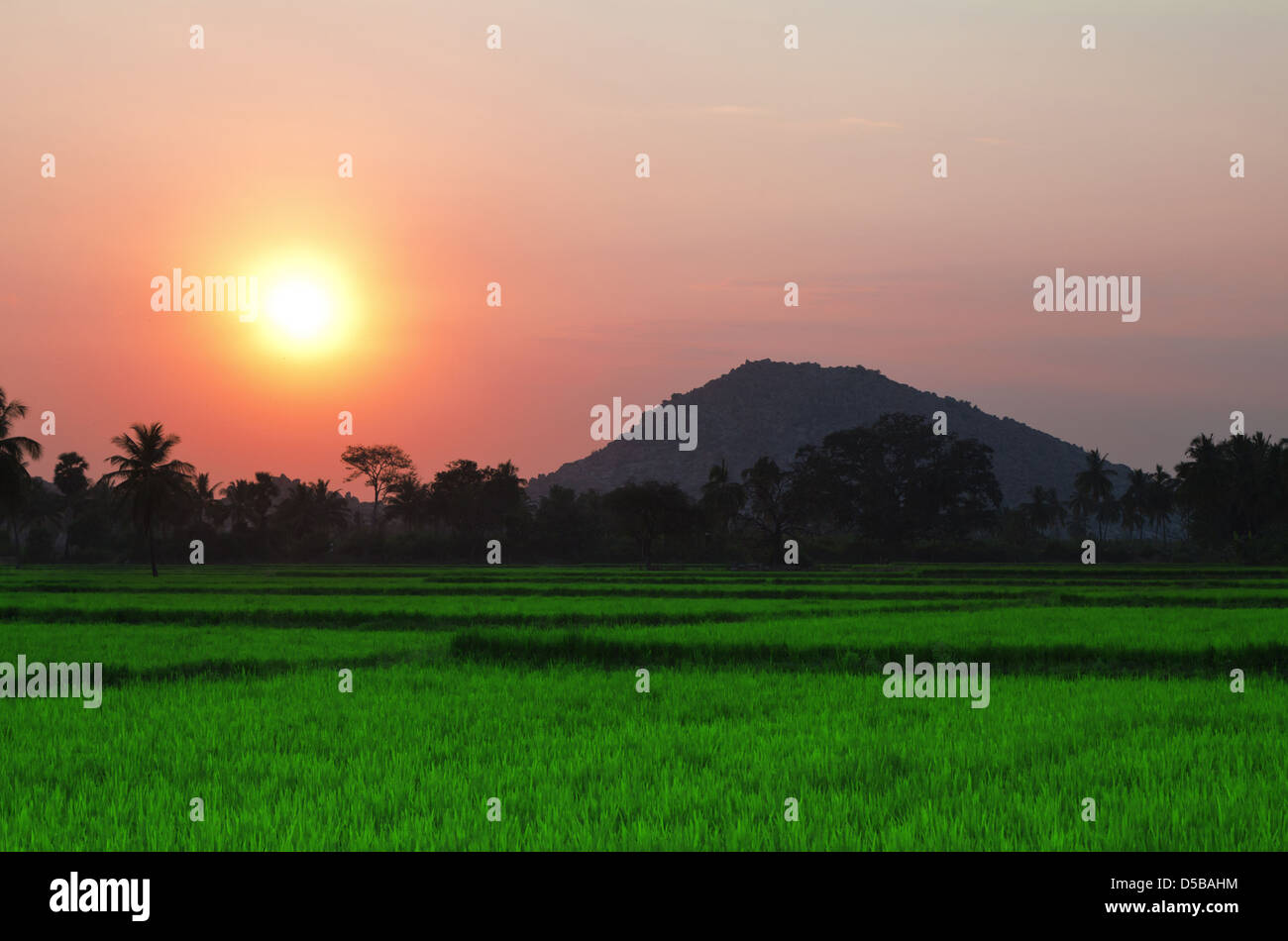 Sunset in the field, India Stock Photo Alamy
