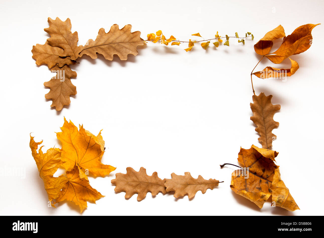 autumn leaves frame isolated on white background Stock Photo - Alamy