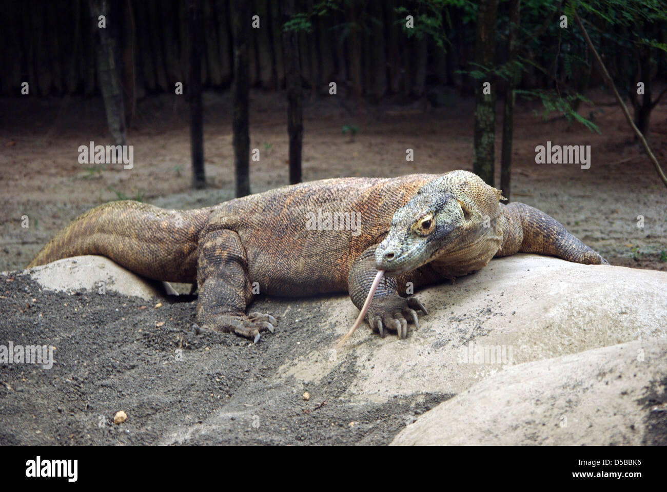 Varanidae or komodo dragon in Singapore Zoo. Stock Photo