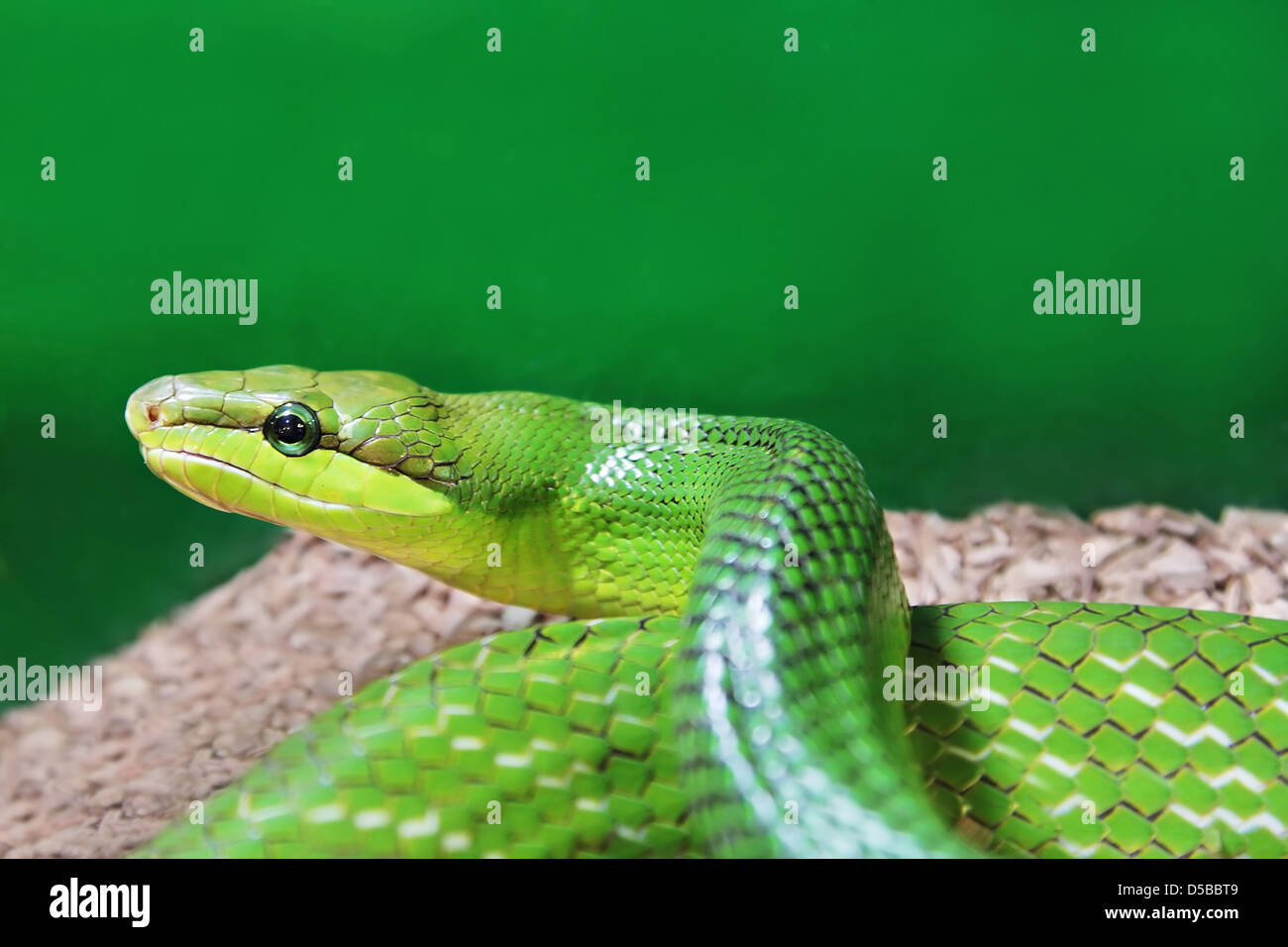Beauty green snake close up Stock Photo