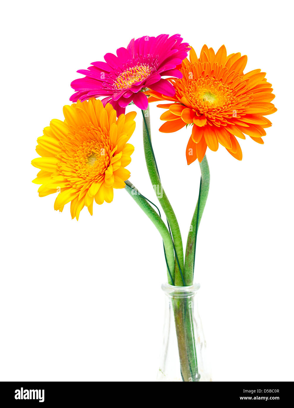 Gerber Daisy isolated on white background Stock Photo - Alamy