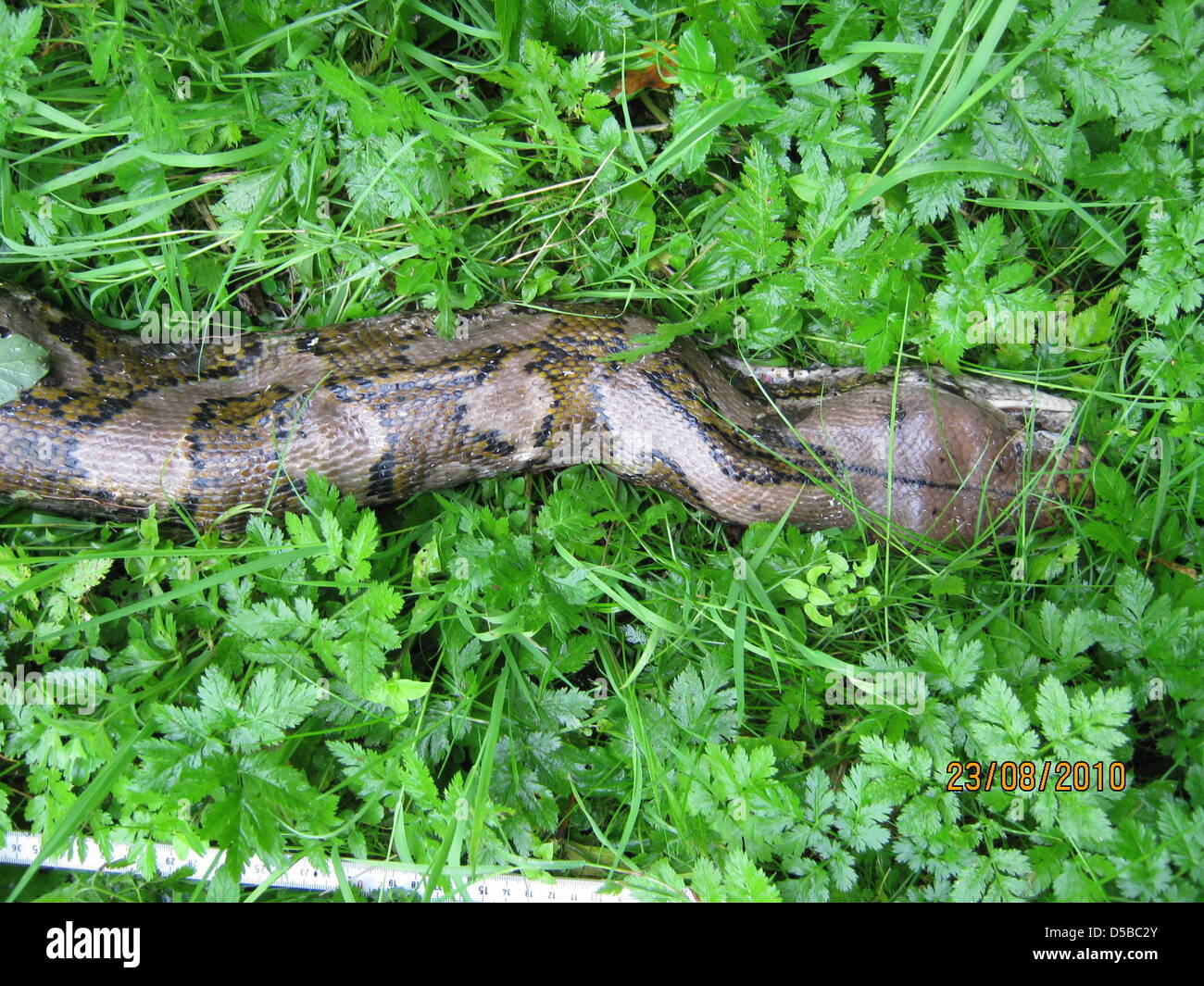 A police handout picture dated 23 August 2010 features a dead ...