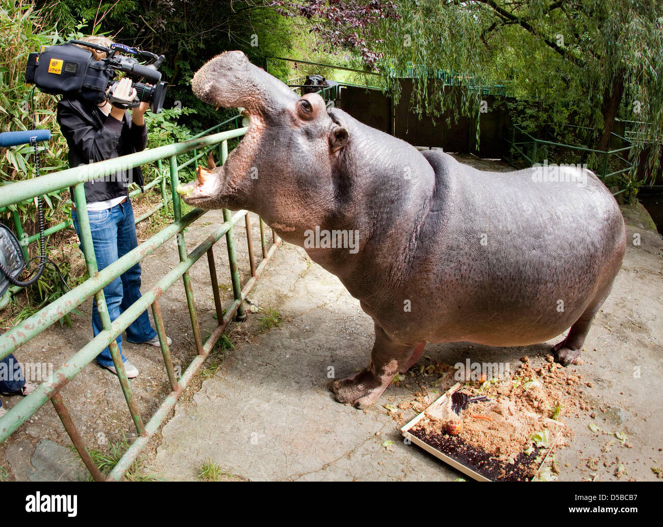 Hippo TV