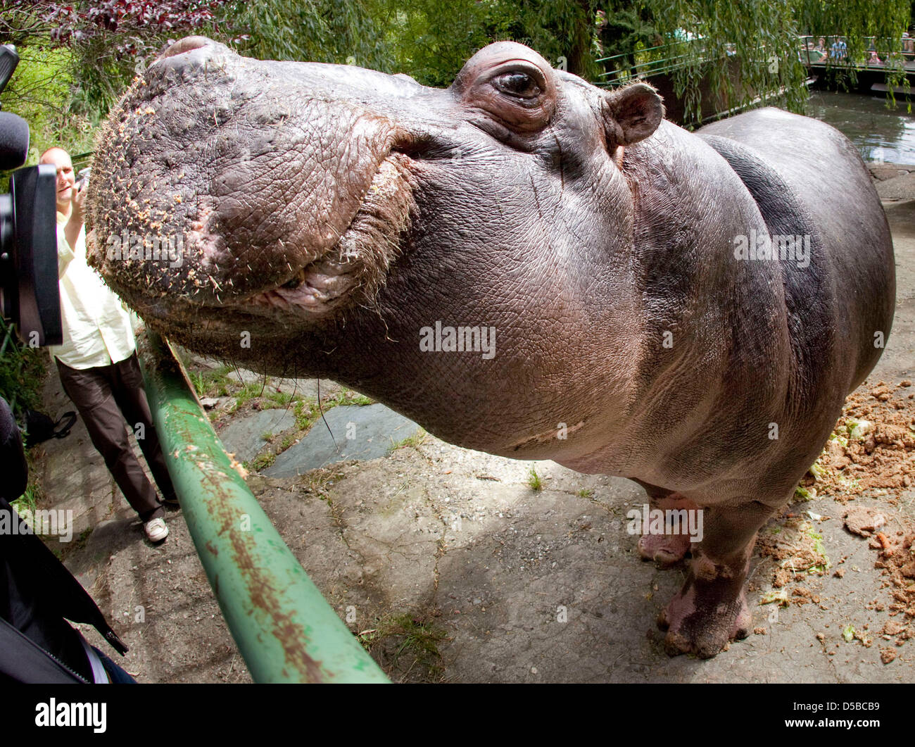 Hippopotamus-lady Tana seems to smile in her enclosure on her 50th birthday at the Opel-Zoo in Kronberg, Germany, 25 August 2010. She is the oldest animal of the zoo and one of the oldest hippopotamus in Europe. The heavy jubilarian was born 1960 in Leipzig. She has lived in an enclosure with water of the Opel-Zoo for the last 40 years. Photo: Frank Rumpenhorst Stock Photo