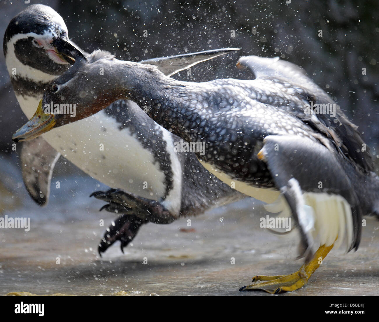 Flying steamer duck hires stock photography and images Alamy