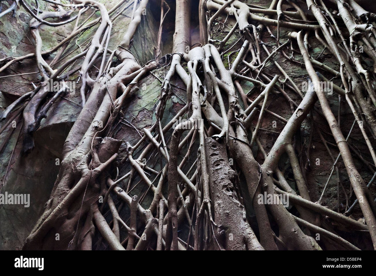 Old tree roots covered wall Stock Photo - Alamy