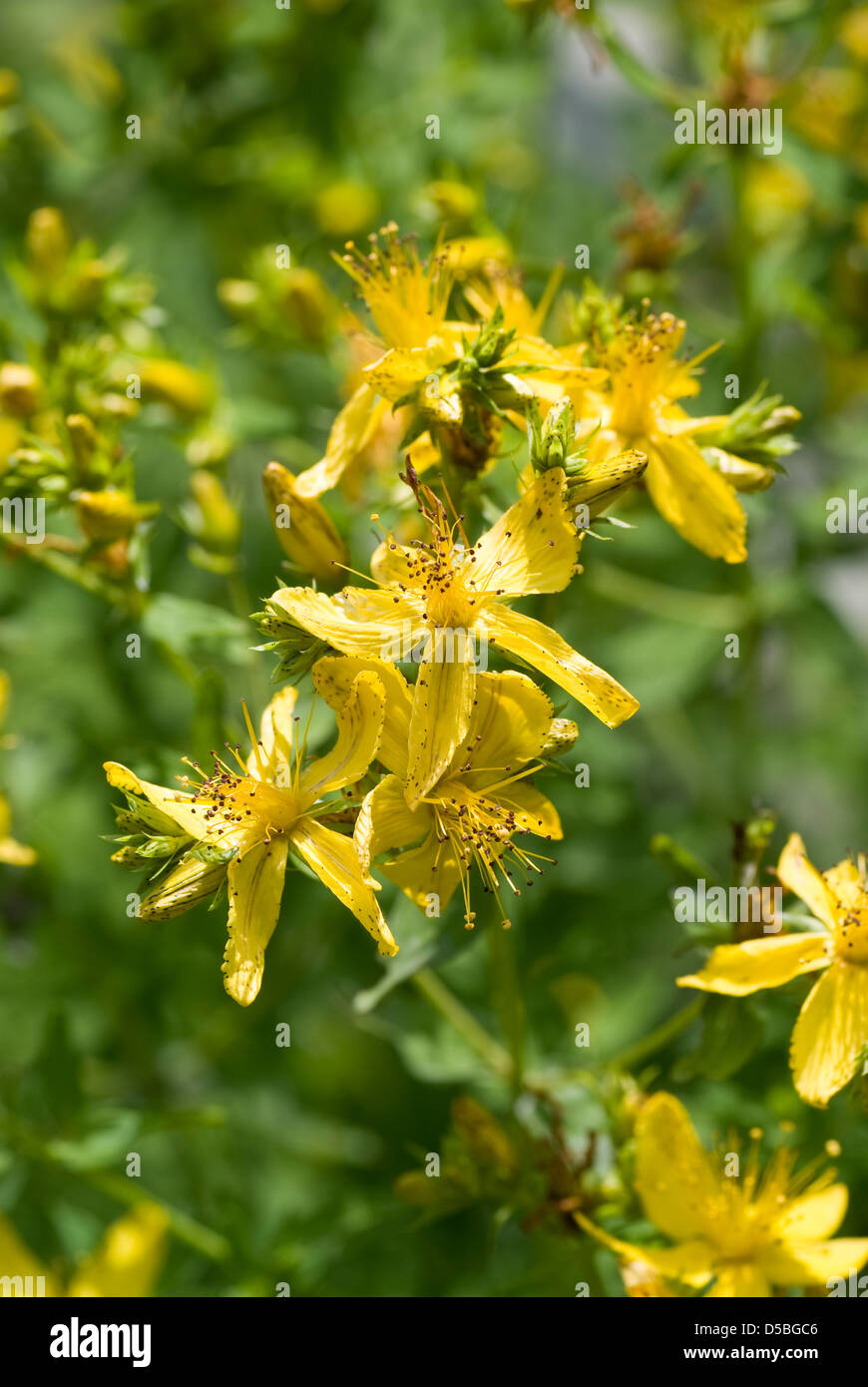 bush of yellow herb St John's wort's Stock Photo Alamy