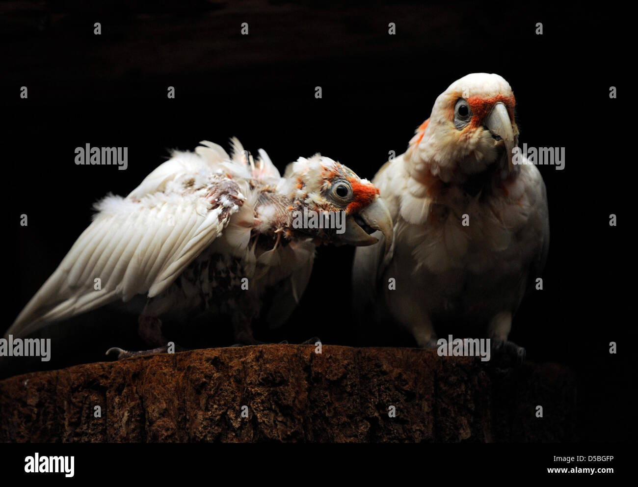 A three-month-old Long-billed Corella fledgling sits in it's enclosure at the Tierpark Hellabrunn in Munich, Germany, 03 September 2010. It's feathers have not fully grown yet. The Corellas are Cacadus and live in Australia. Photo: Andreas Gebert Stock Photo
