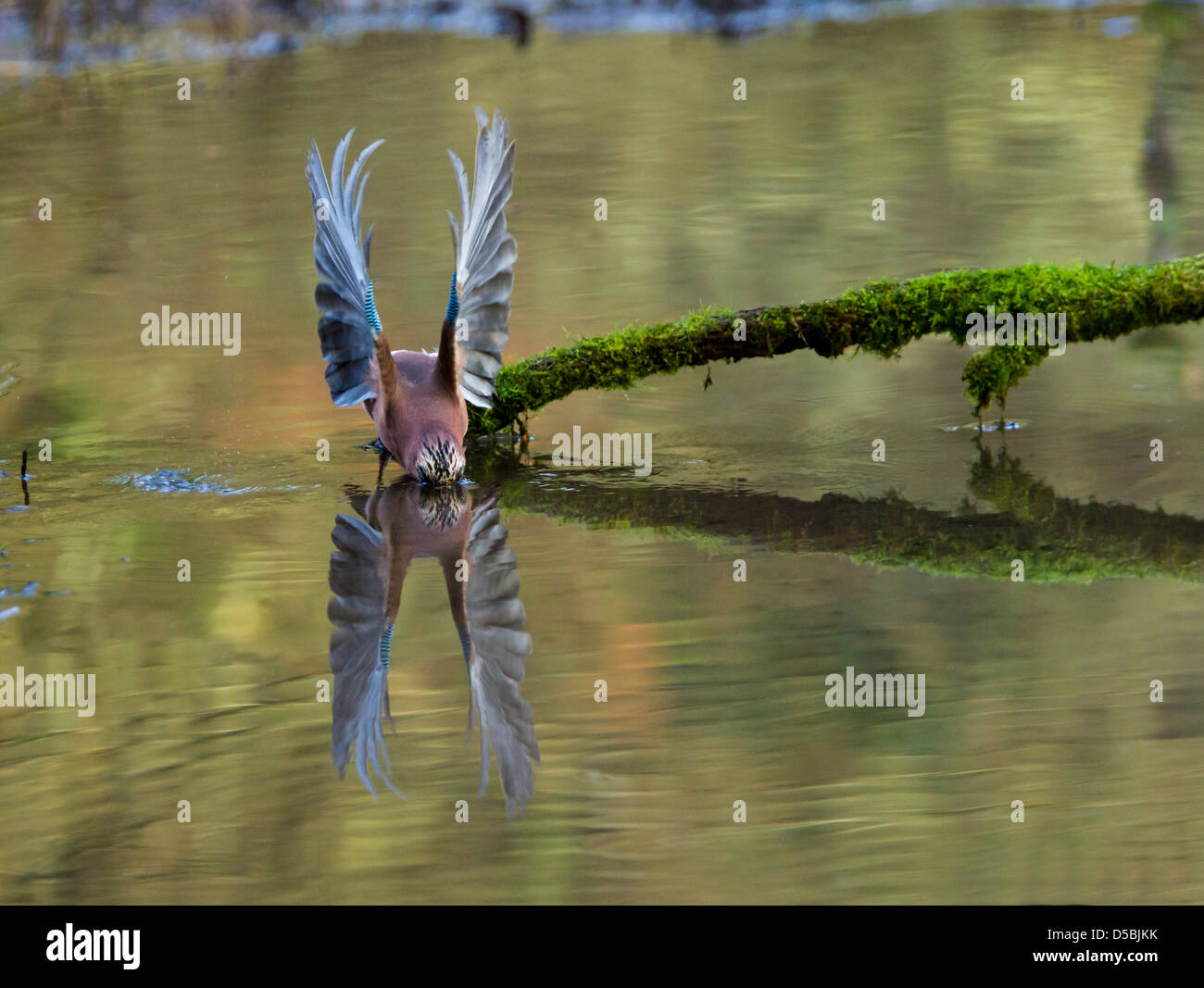 Garrulus glandarius. Eurasian Jay perched on a branch, wings extended and reflected in the pool below. Stock Photo