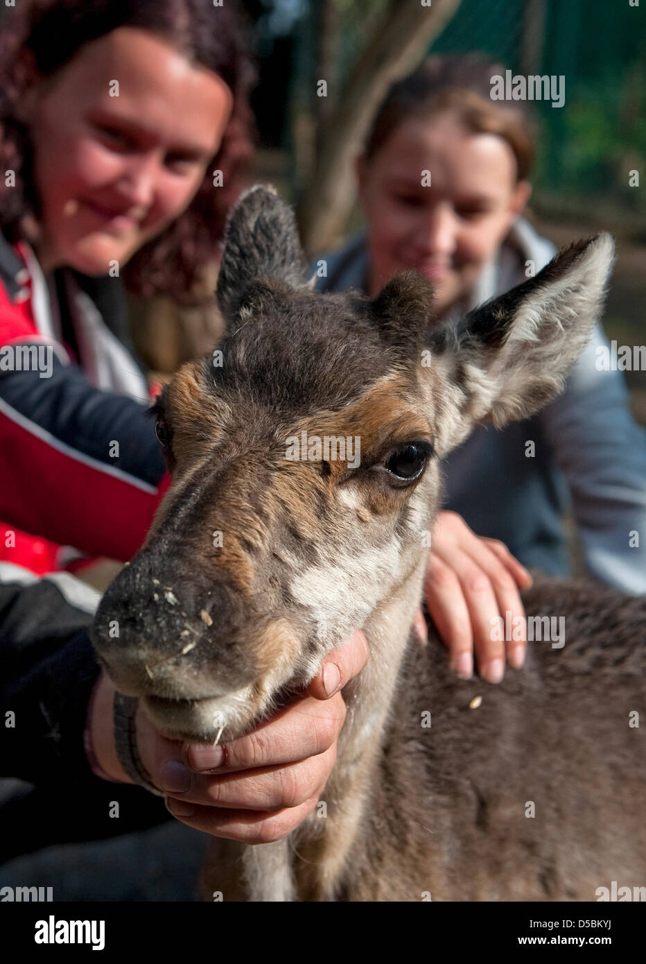Zoo staff pet a reindeer calf in Halle, Germany, 09 September 2010. The three months old reindeer calf was named Lumi, which is finnish for snow. Its parents Finni and Rudolph are part of a flock of five animals and attend the annual christmas market of the city. Photo: Hendrik Schmidt Stock Photo
