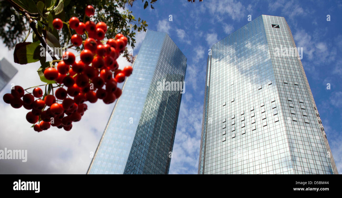 Red berries grow in front of twin towers of the head office of the Deutsche Bank, Frankfurt at the Main, Germany, 10 September 2010. According to news reports, the institute is about to undergo a billion-euro increase of capital. It is expected, that the Deutsche Bank will use these recources for a majority takeover of the Postbank. Photo: Frank Rumpenhorst Stock Photo
