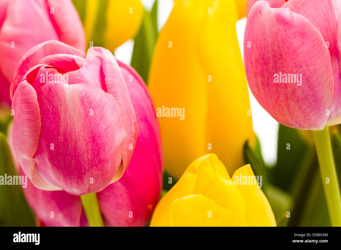 Yellow and pink tulips in spring bouquet Stock Photo - Alamy