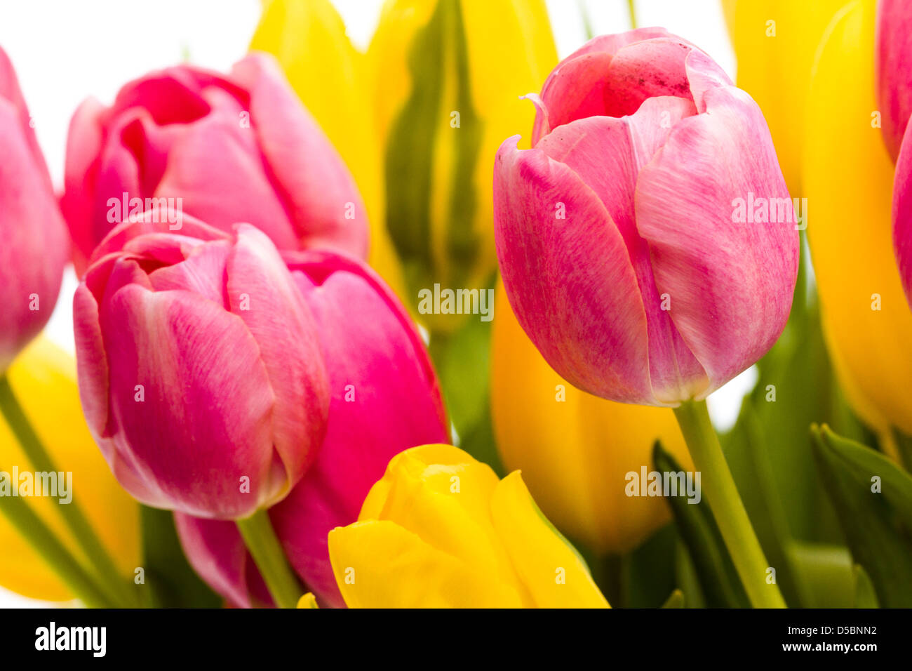 Yellow and pink tulips in spring bouquet Stock Photo - Alamy
