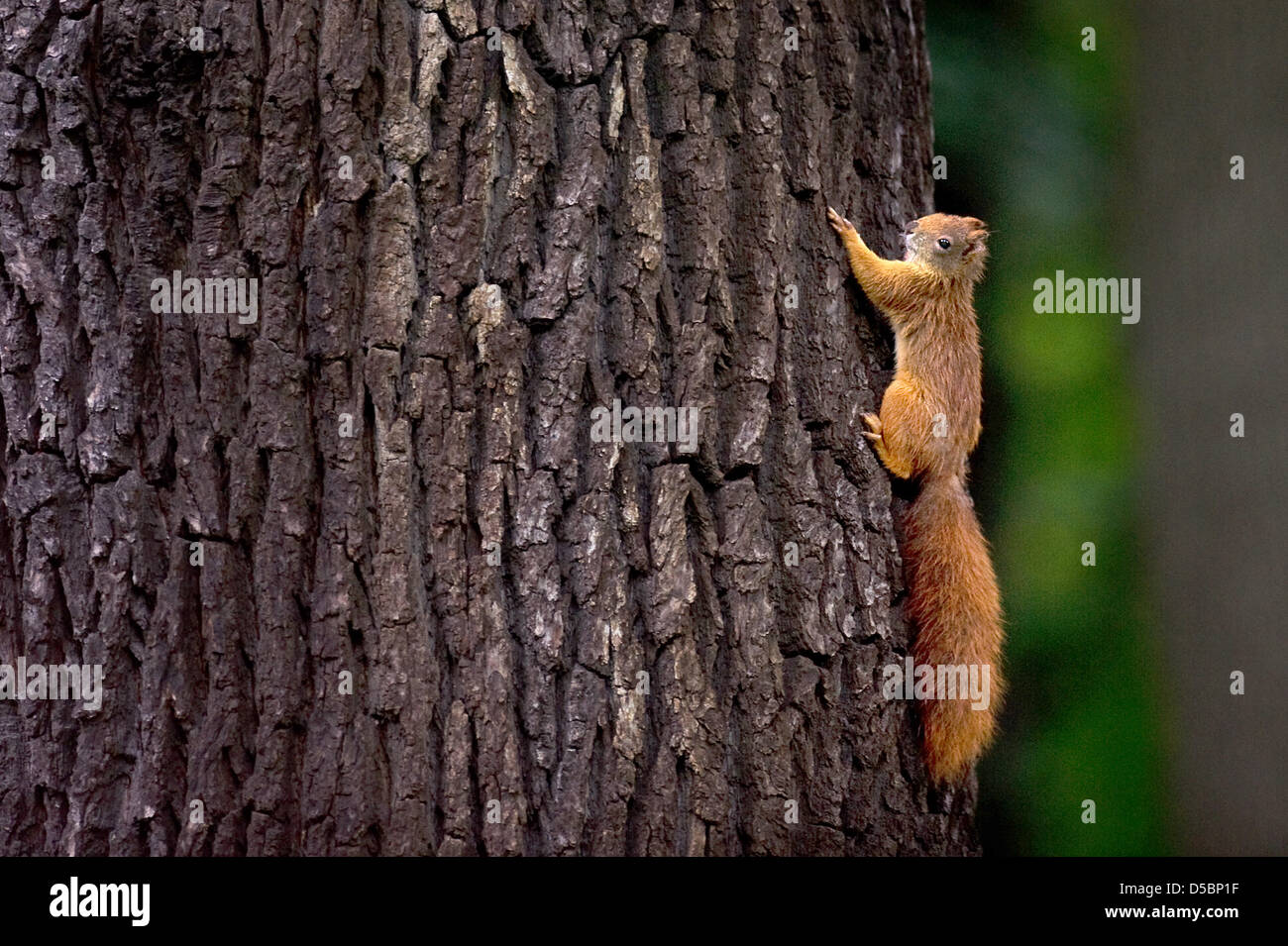 A squirrel climbs a tree in Dresden, Germany, 13 September 2010. Photo: Arno Burgi Stock Photo