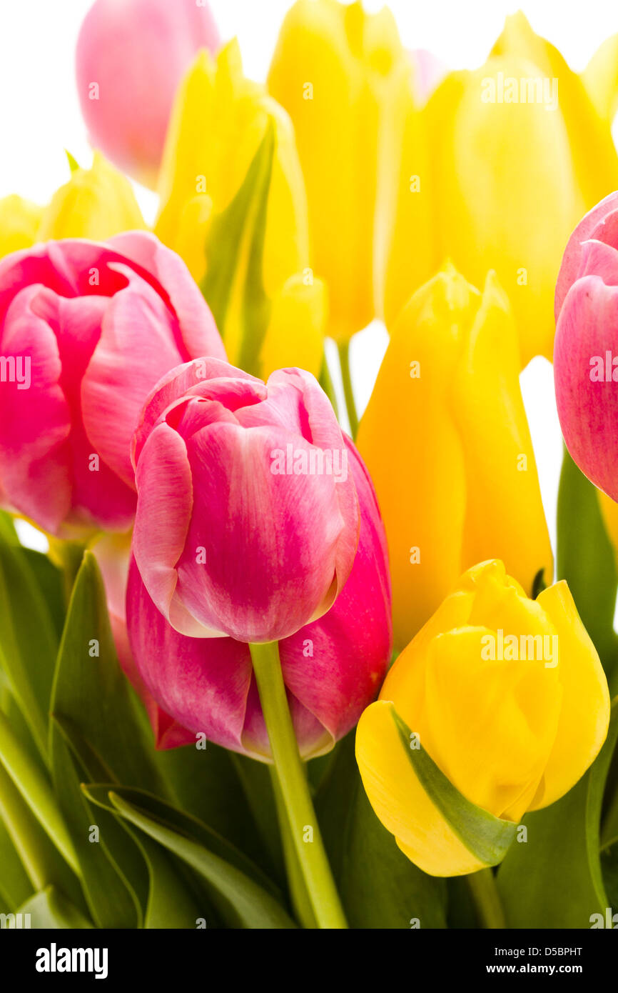 Yellow and pink tulips in spring bouquet Stock Photo - Alamy