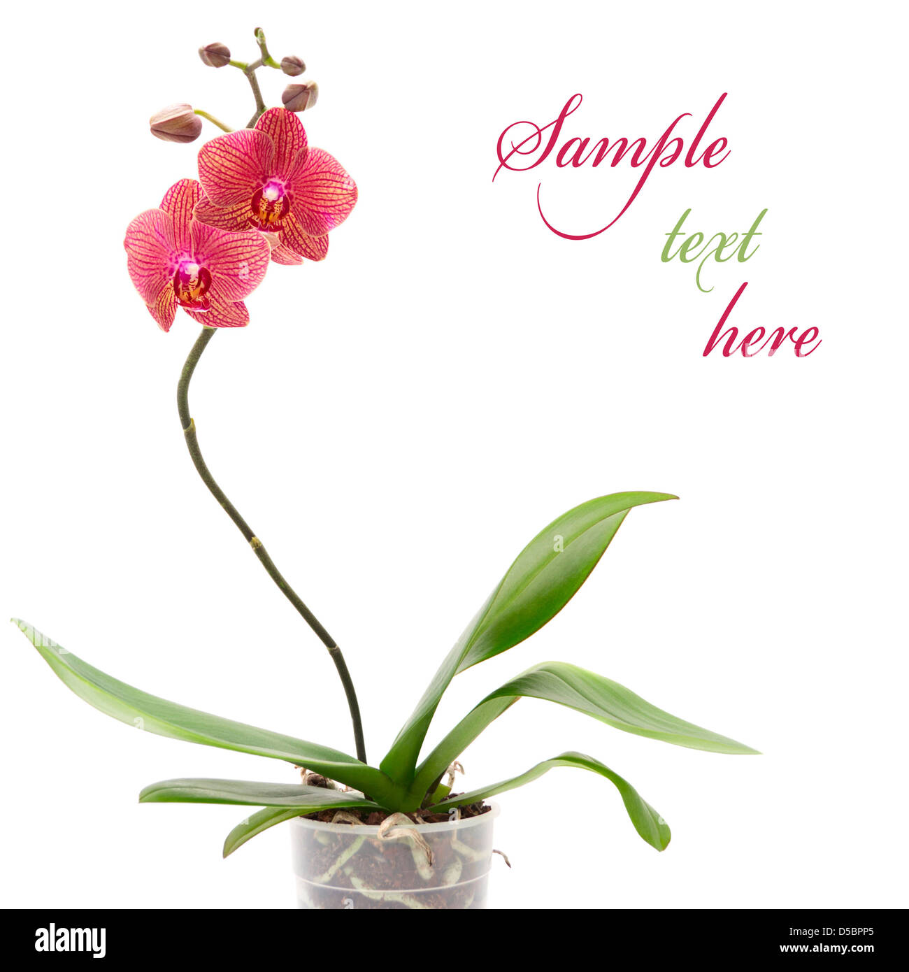 Pink orchid isolated on white background Stock Photo - Alamy