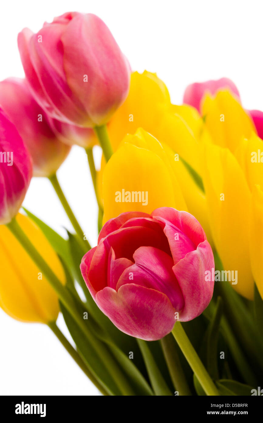 Yellow and pink tulips in spring bouquet Stock Photo - Alamy