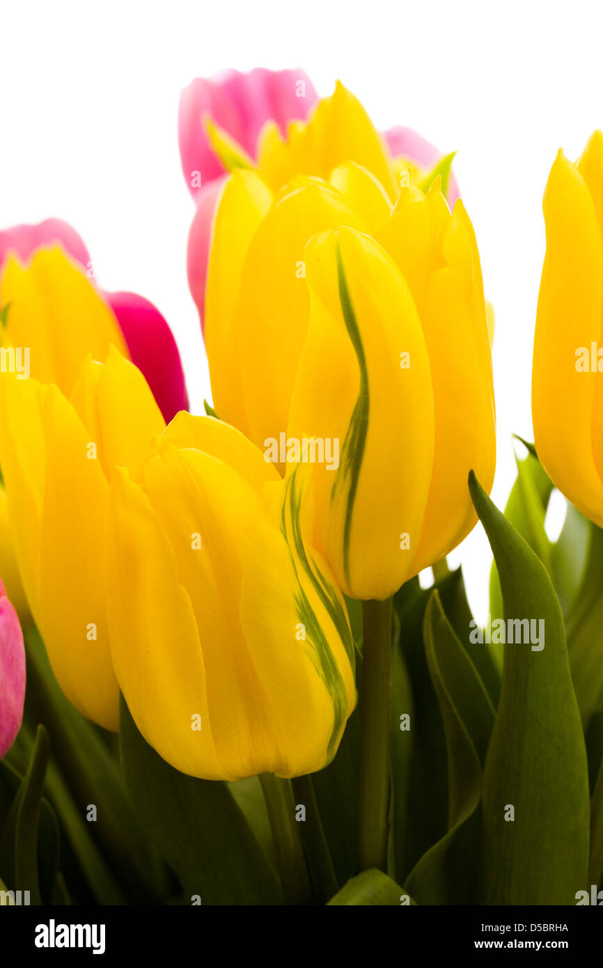 Yellow and pink tulips in spring bouquet Stock Photo - Alamy