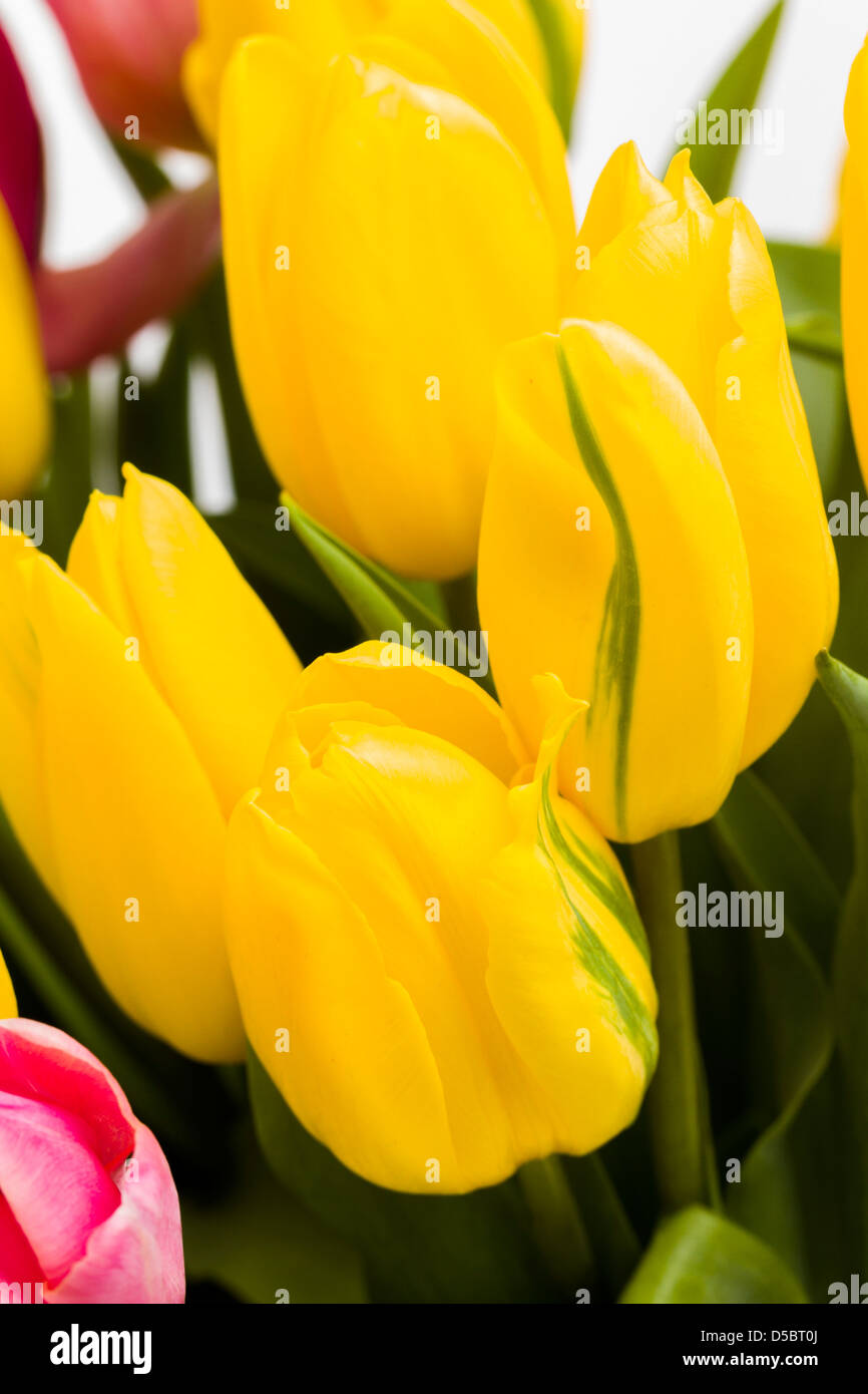 Yellow and pink tulips in spring bouquet Stock Photo - Alamy