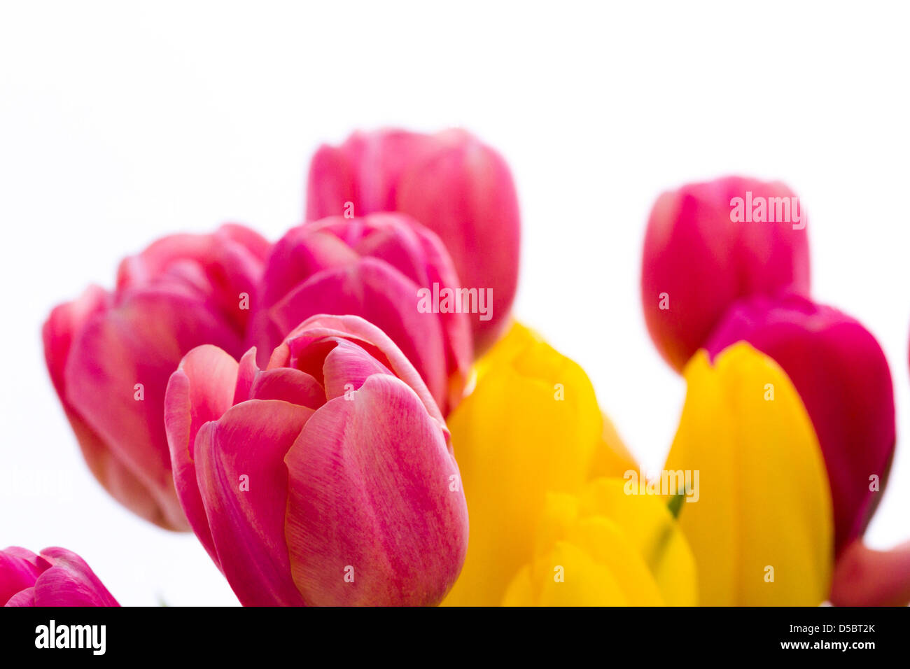 Yellow and pink tulips in spring bouquet Stock Photo - Alamy