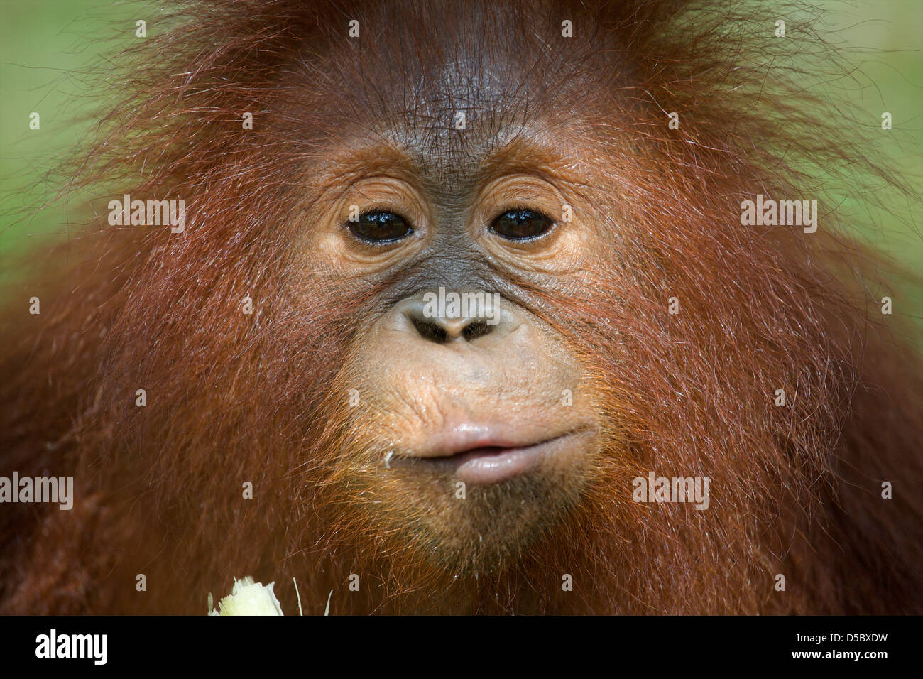 Orangutan, Juvenile (Pongo pygmaeus), eating sugar cane. Nyaru Menteng Orangutan Reintroduction Project, Kalimantan, indonesia Stock Photo