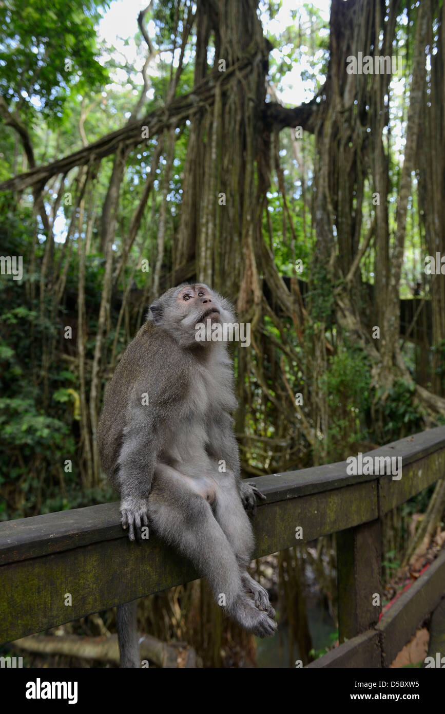 Asia Bali Indonesia  Central region, Ubud, Monkey forest park Macaque Stock Photo