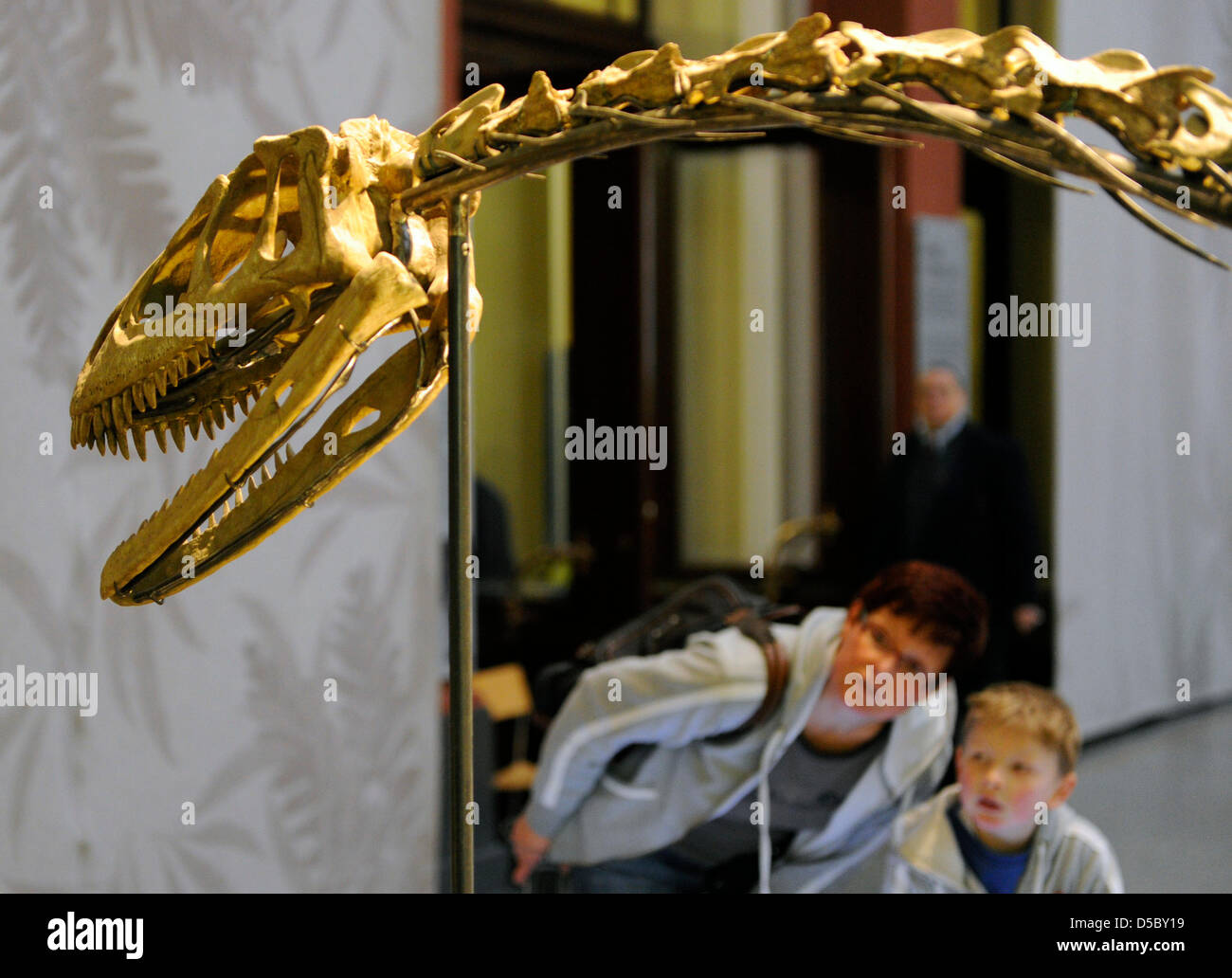 Visitors view the dinosaur's skeleton at the Museum ofNatural History in Berlin, Germany, dated 05 October 2009. With over 30 million collectors items and a public museum with 6,600 square meters, the Museum of Natural History is one of the five biggest worldwide. The museum's collections, which are outside of the exhibition area, contain precious objects of mineralogy, zoology and Stock Photo