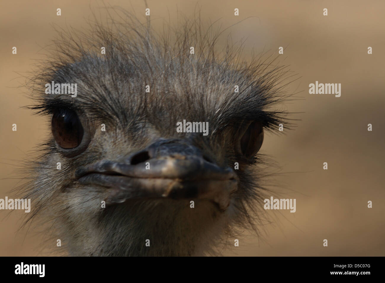Wildlife bird hi-res stock photography and images - Alamy
