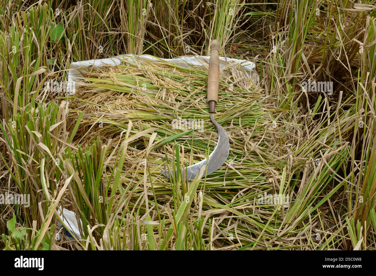 Indonesia, Bali, Ubud, central region, sickle in a rice field around Stock Photo