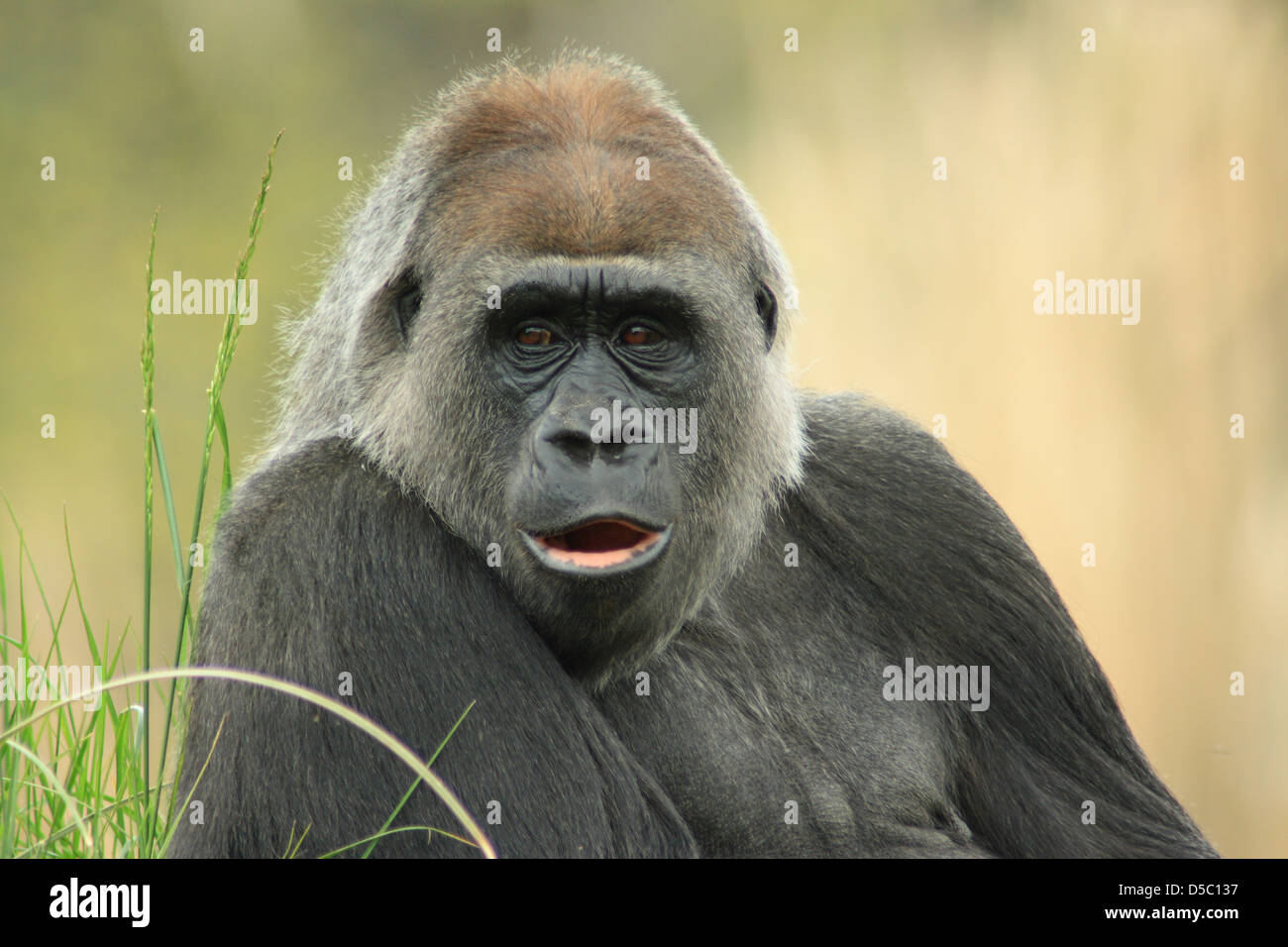 wildlife, gorilla Stock Photo