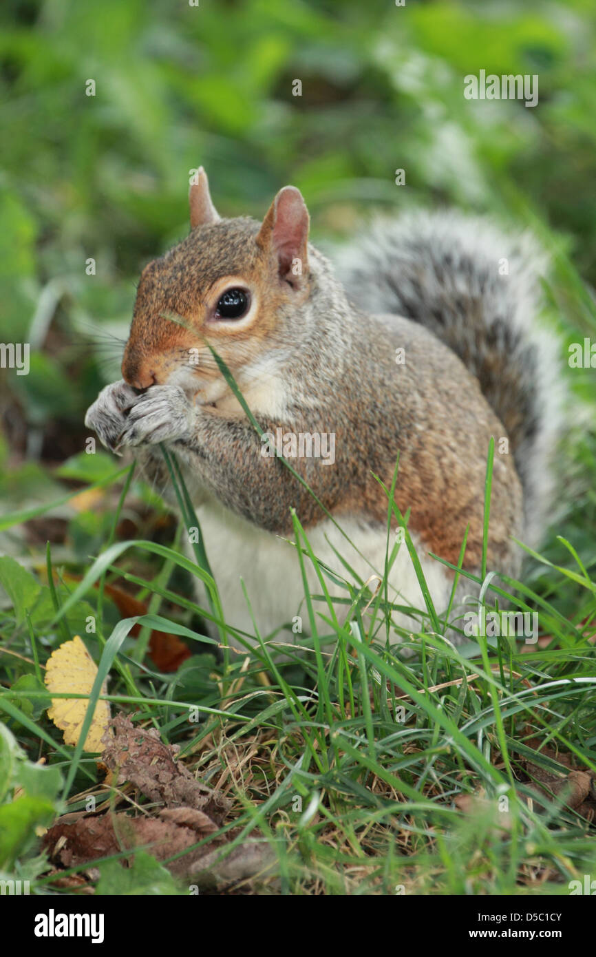 wildlife, squirrel Stock Photo