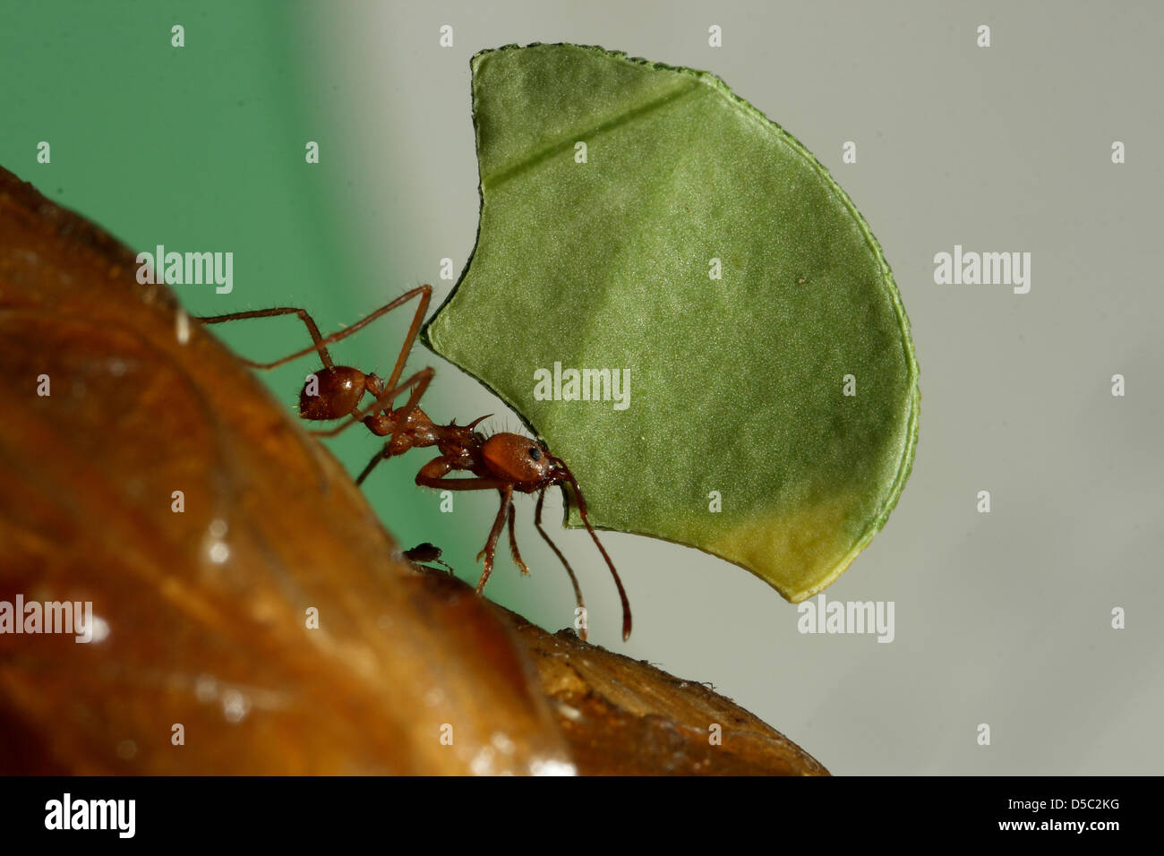 Ant wildlife hi-res stock photography and images - Alamy