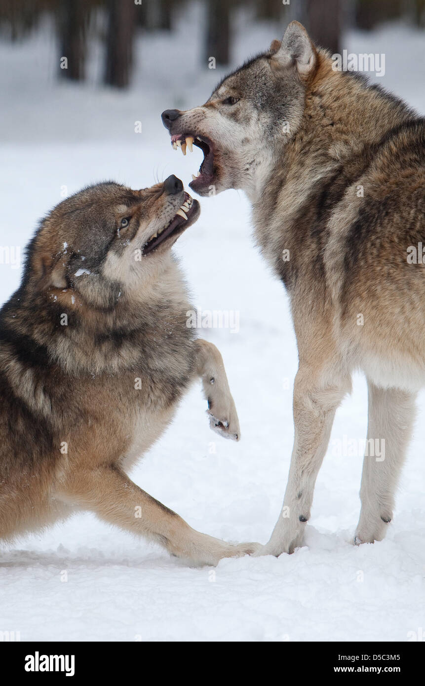 Two wolves fight for the hierarchy in wildlife parkl Schorfheide near