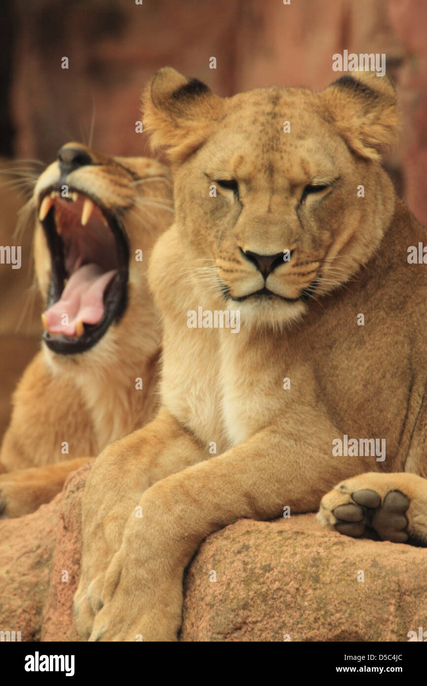 wildlife, lion Stock Photo