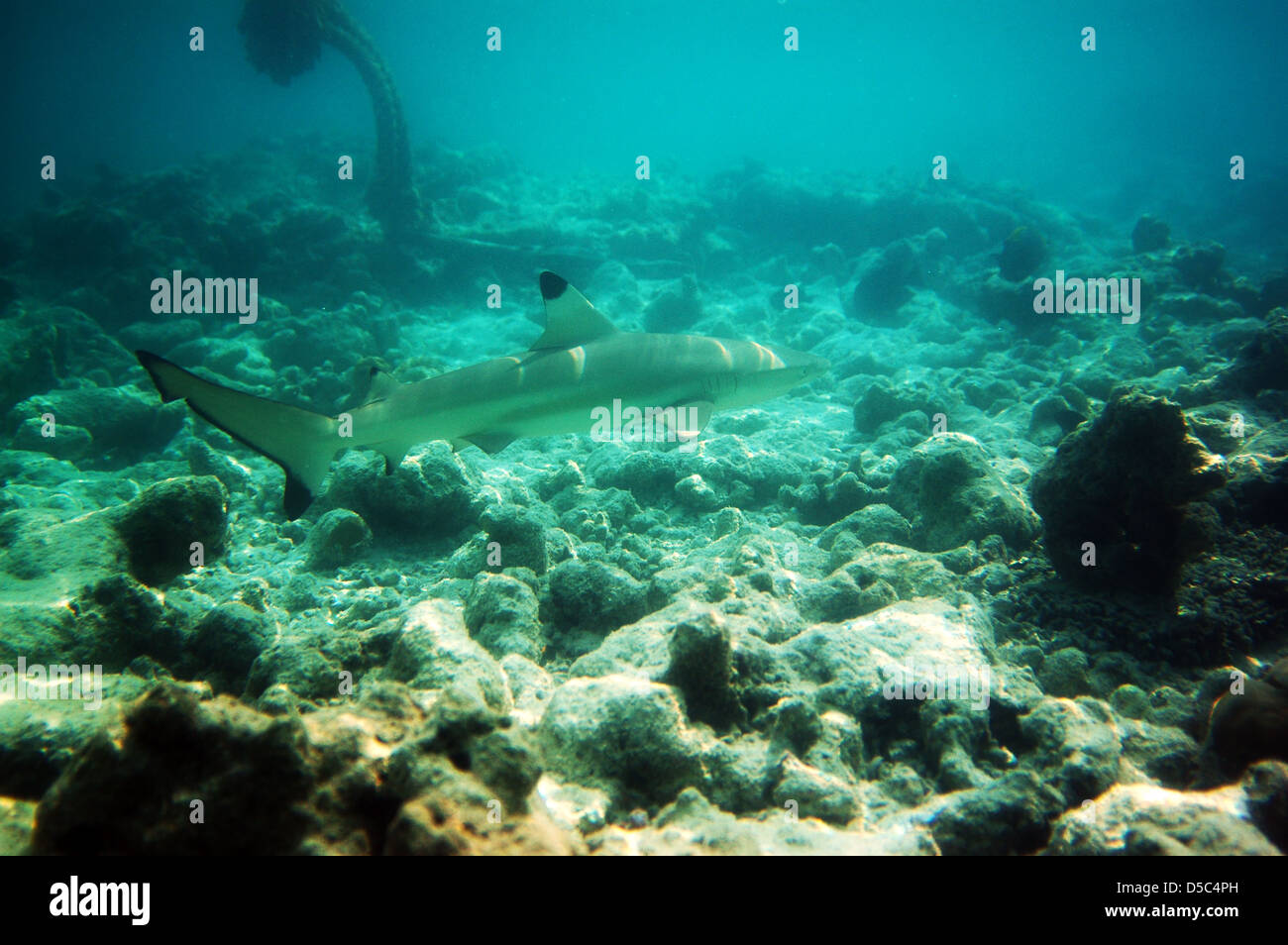 Baby blacktip reef sharks (Carcharhinus melanopterus) in shallow sea water  in the Maldives, Asia, Indian Ocean. Marine life, tropical animals on lagoo  Stock Photo - Alamy