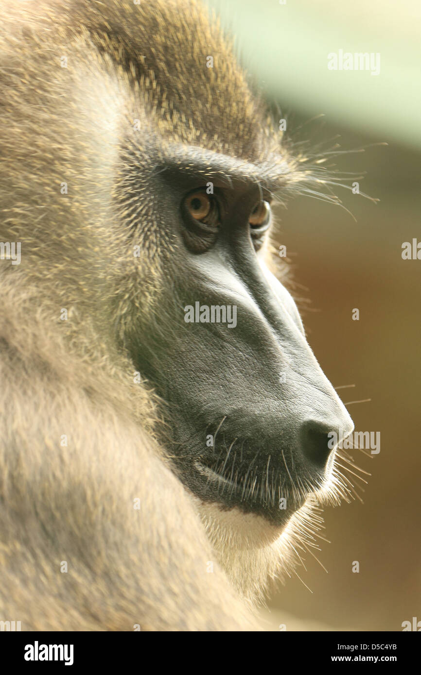 wildlife, monkey Stock Photo