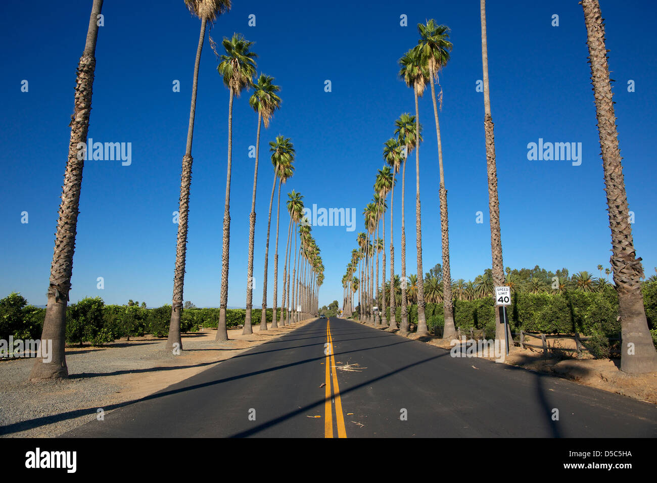 Straight flat newly paved road with palm trees and Orange groves on either side. Stock Photo